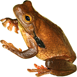 Surinam Milk Frog
